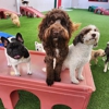 Bayside Pet Resort gallery