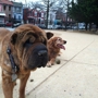 Friends-Columbia Heights Dog Park