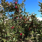 Nelson's Apple Farm