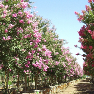 Moon Valley Nurseries - Avondale, AZ