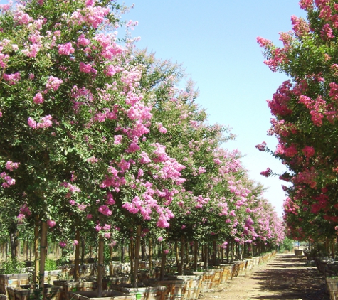 Big Tex Trees Nurseries - Conroe, TX