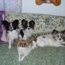 Salina Pet Parlor - Pet Boarding & Kennels