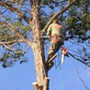 Tree Service Plus gallery