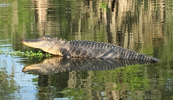 Cajun Country Swamp Tours - breaux bridge, LA