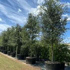 TreeWorld Wholesale