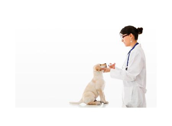 Kingaroy Veterinary Surgery - Kingaroy, QLD