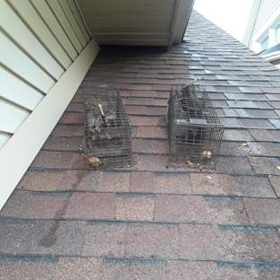 Can Catch Varmint Control - Port Huron, MI. Little holes can turn into a big problem this soffit  had a whole big enough it allowed squirrels to enter.