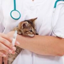 Rahway Animal Hospital - Veterinarians