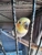 Noonies Pet Care - Pet Care Services