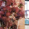 Signature Landscape gallery
