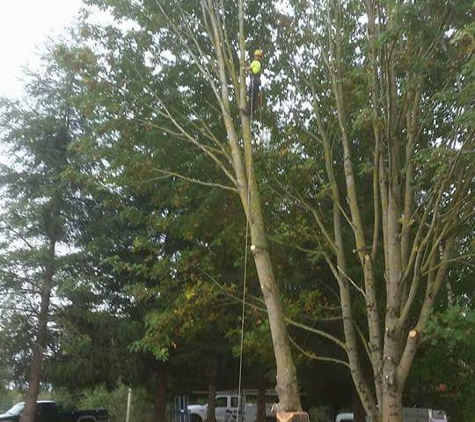 At the top tree service llc - Deming, WA