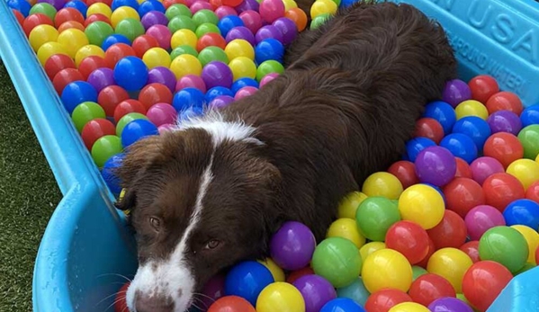 Room For Paws Pet Resort - Stamford, CT