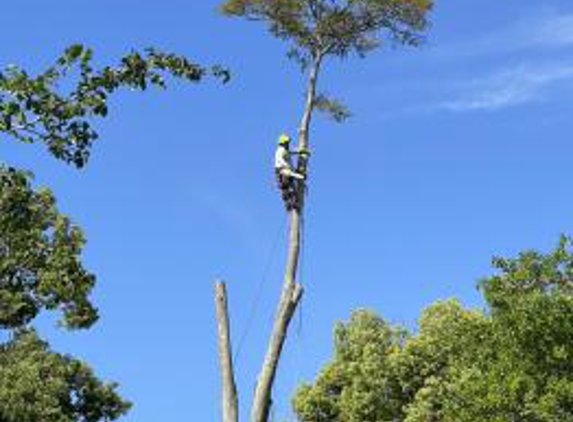 Georgia Tree Solutions Group - Savannah, GA