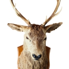 B & L Quality Taxidermy