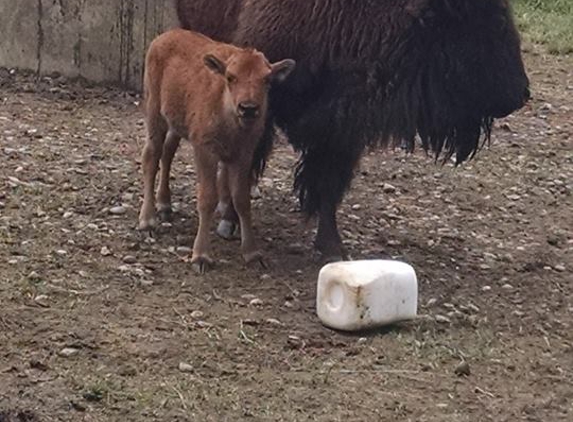 Boss Bison Ranch - Cadiz, OH