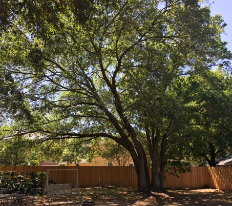 Coronado Lawn & Landscape - Winter Haven, FL. Before tree trimming