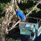 Grove  Tree Service & Landscaping