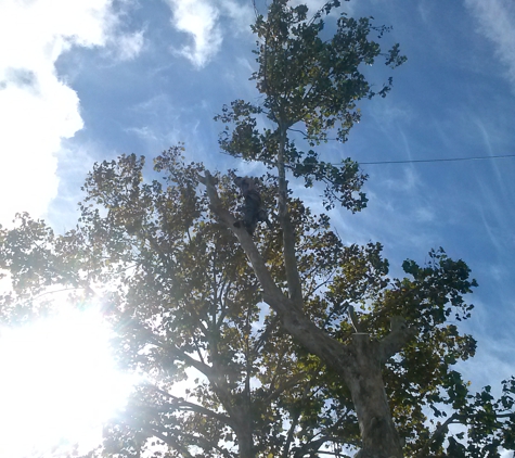 J Davis Tree Service - Brooksville, FL