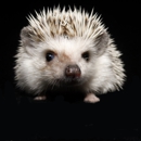 Muddy Creek Hedgehogs LLC - Pet Breeders
