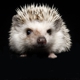 Muddy Creek Hedgehogs LLC