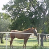 RTM RANCH gallery