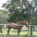 RTM RANCH - Horse Training