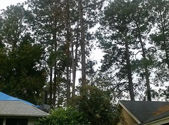 Aaffordable Sonshine State Trees, Inc. - Jacksonville, FL