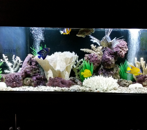 AQUARIUMS FOR LIFE! Aquarium Maintenance Service,  Formerly "That Fish Guy"