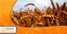 Weston Milling - Food Products - Mfrs & Processors