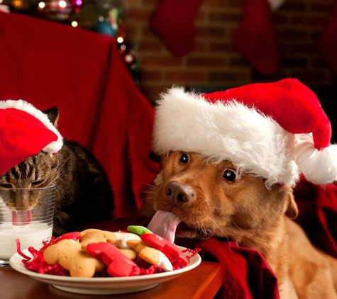 Walter St Veterinary Clinic - Boonah, QLD