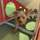 BratPak Dog Kamp - Henderson