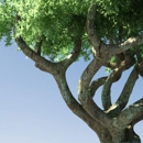 El Gato Tree Services - Landscape Designers & Consultants