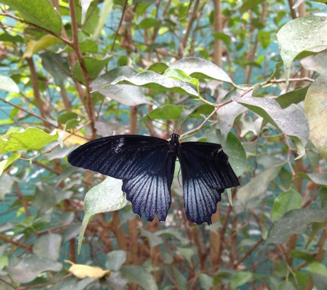 The Butterfly Place - Westford, MA