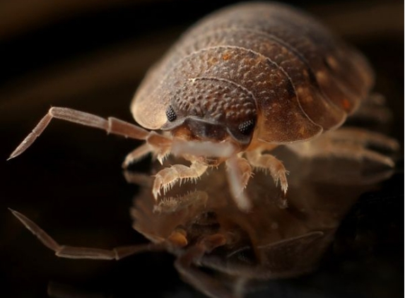 Finns Pest Control - Nethercote, NSW