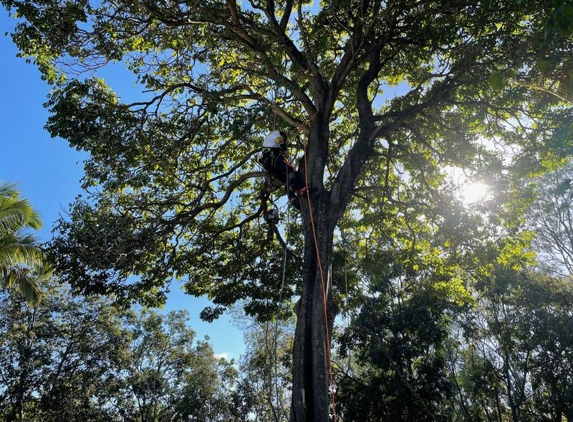 Treepeeps Sydney - Liverpool, NSW. Tree Removal in Blacktown