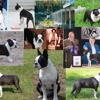 Freedom Dog School & Boarding Kennel - Home of Freedom Boston Terriers gallery