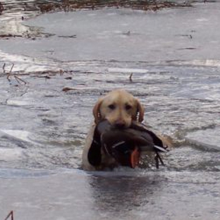 Murrayville Kennels, (American) Labrador Retrievers