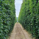 The Brewery at Four Star Farms - Sod & Sodding Service