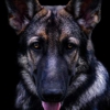 Southern K-9 Training Solutions gallery