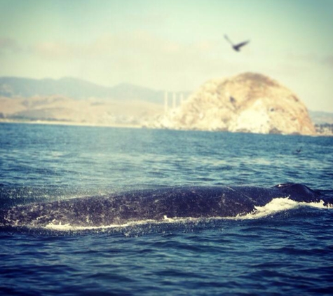 Morro Bay Boat Charters - Morro Bay, CA