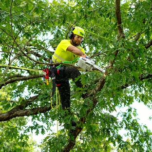 Bartlett Tree Experts - Lebanon, NJ - Lebanon, NJ