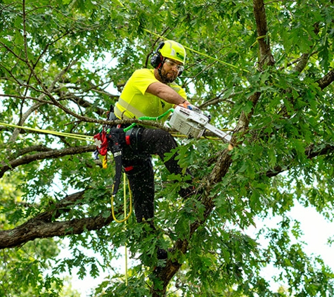 Bartlett Tree Experts