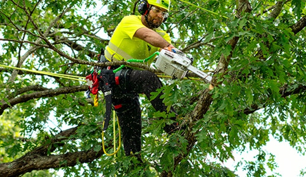 Bartlett Tree Experts - Greer, SC