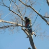 All Season Tree Care gallery