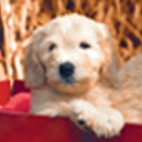 Petco Dog Training - Pet Stores