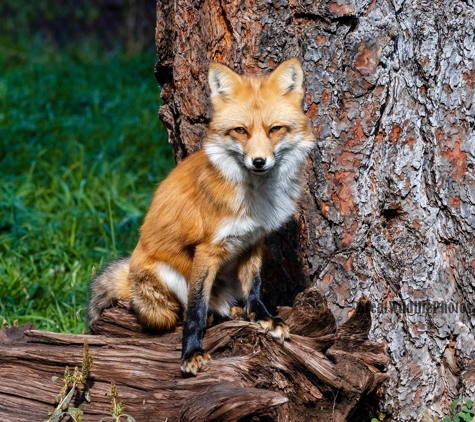 Great Wildlife Photos - Sparks, NV