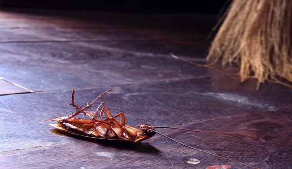 SureSafe Pest Management - Walkervale, QLD. The Professionals In Pest Control Protect Homes From Insect Infestations