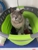 Rigadoon Cattery - Cat Breeders