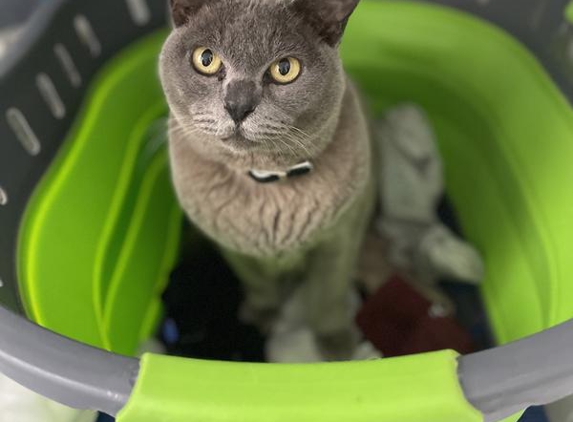 Rigadoon Cattery - Cowra, NSW. Burmese perfection