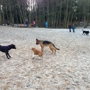 Marymoor Off-Leash Dog Park